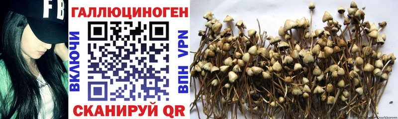 продажа наркотиков  Пушкино  Псилоцибиновые грибы Cubensis 